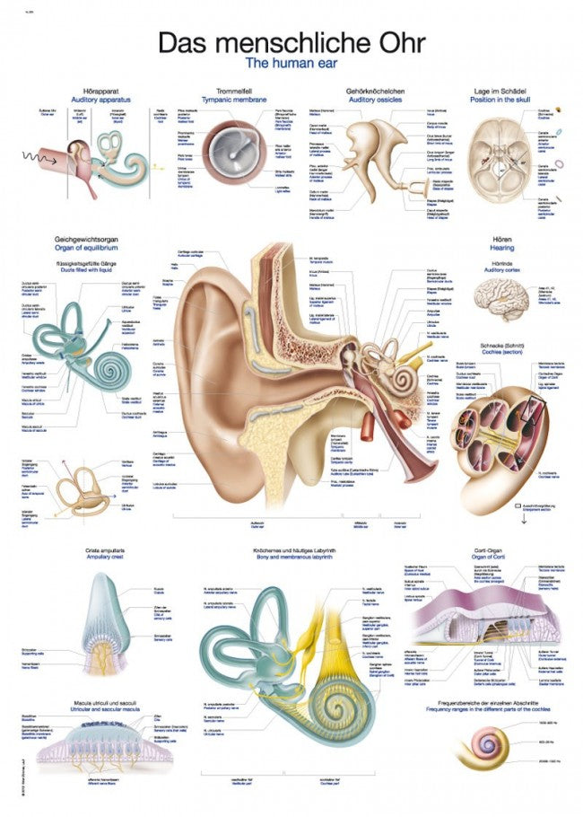 Plansch Örat The human ear 50 x 70cm